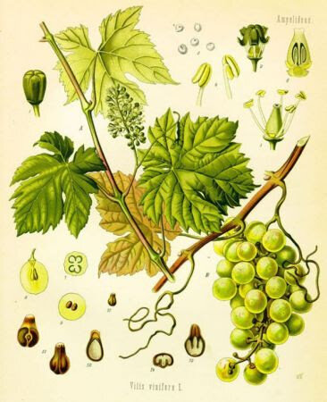 Época de las expediciones botánicas y científicas