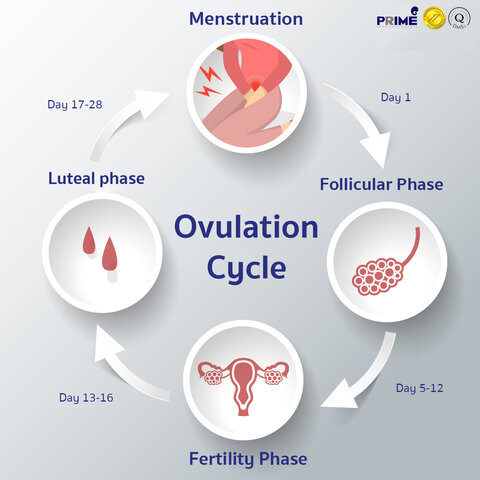 Ovulation