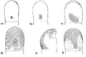 stages of a finger print