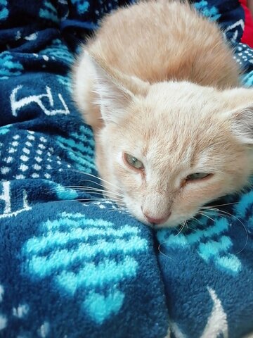 La llegada de mi primer Gatico