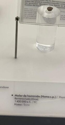 Molar de homínido (Homo s. p.)