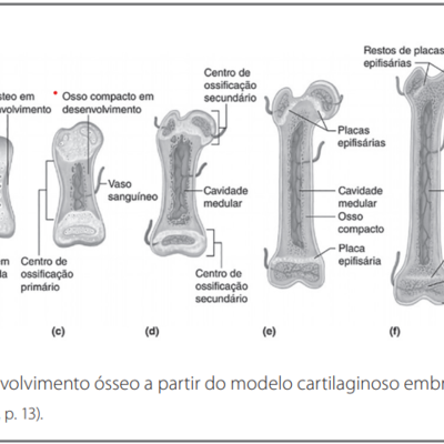 Timeline: A02 - Sistema ósseo