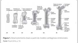 Timeline: A02 - Sistema ósseo