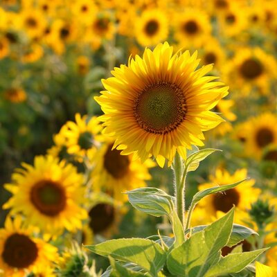 Timeline: Sunflower Growth