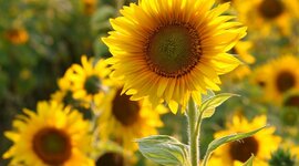 Timeline: Sunflower Growth