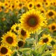 Sunflower farm mea me coastal ridge farm 1595367092