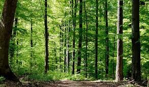 Ley De Desarrollo Forestal Sustentable