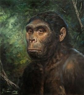 Homo habilis