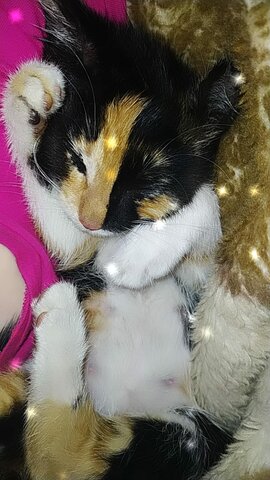 Tube mi primer mascota