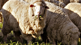 Timeline: History of Australian Wool