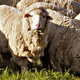 Merino sheep