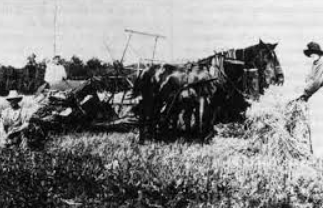 Collapse in the Wheat Market -1