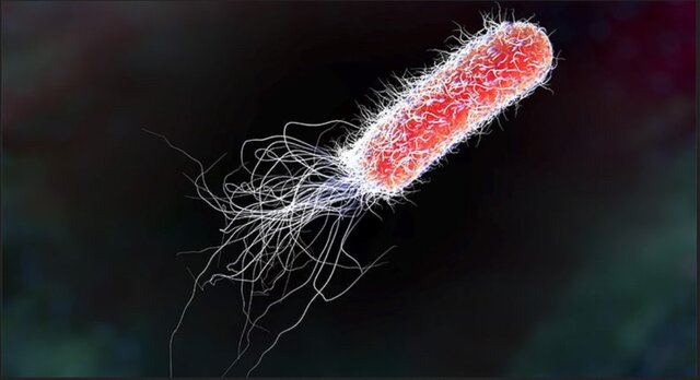 OTKRIVENI UZROCNICI KOLERE