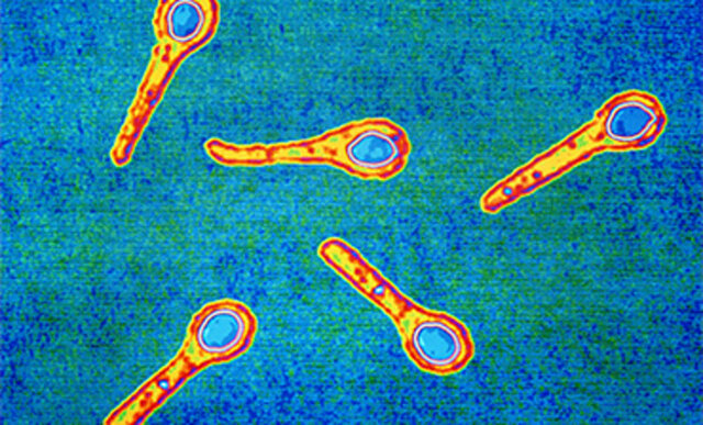 OTKRIVENI SERUMI PROTIV DIFTERIJE I TETANUSA