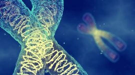 Timeline: Teoría cromosomica