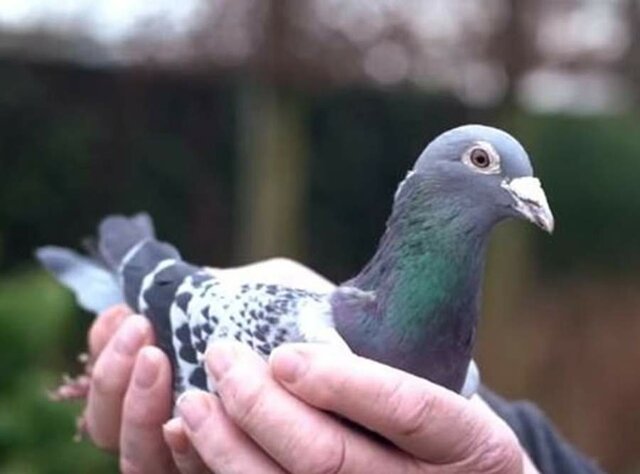 Las palomas mensajeras