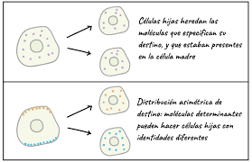 Proposición de la hipótesis de “La division celular especifica”