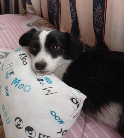 Encontramos a mi perrita