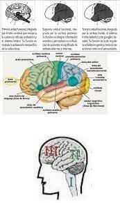 DAMASIO Y DAMASIO 1989