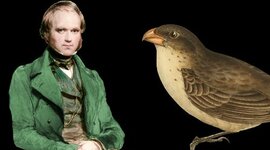 Timeline: Charles Robert Darwin