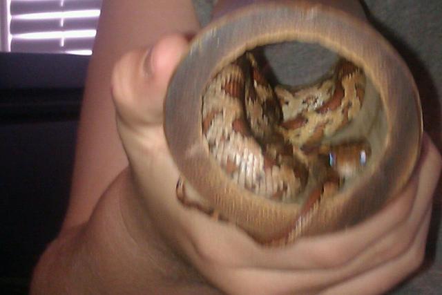 Paco, the Corn Snake