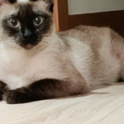 Timeline: La meva vida