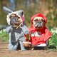 Dos perros disfrazados de caperucita roja y el lobo f37539f1 1254x836