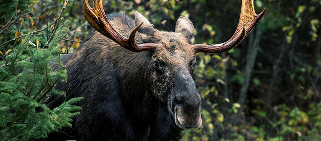 MOOSE ATTACK!!!