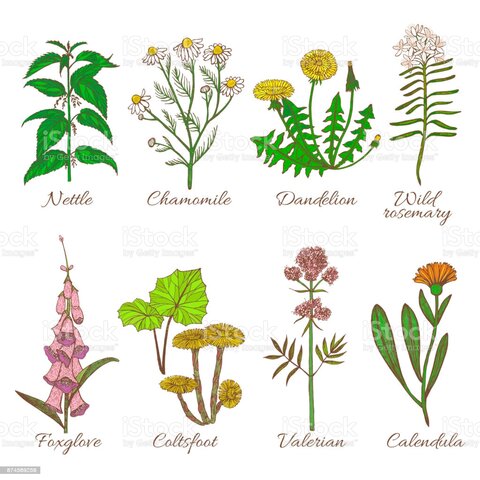 Plantas medicinales