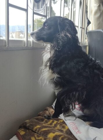 LLEGADA DE UN NUEVO PERRITO