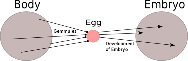 Pangénesis (500-428 AC).