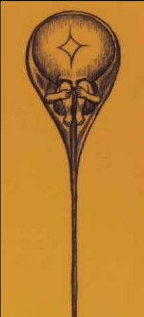 Organismos unicelulares y otros microorganismos.