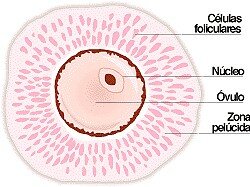 Óvulos mamíferos