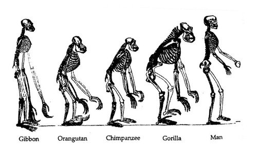 El origen de las especies.