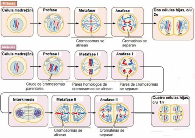 Meiosis para la reproducción y herencia genética.