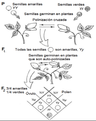 Teoría cromosomática de  la herencia