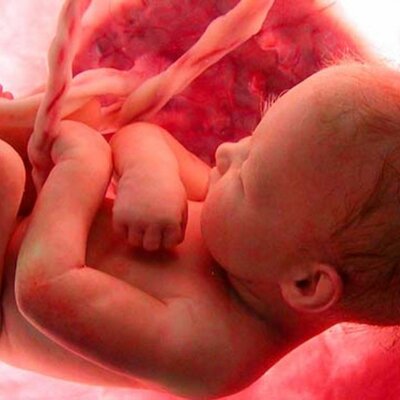 Timeline: Etapa prenatal ,perinatal, posnatal y Neurodesarrollo.