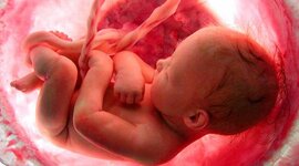 Timeline: Etapa prenatal ,perinatal, posnatal y Neurodesarrollo.