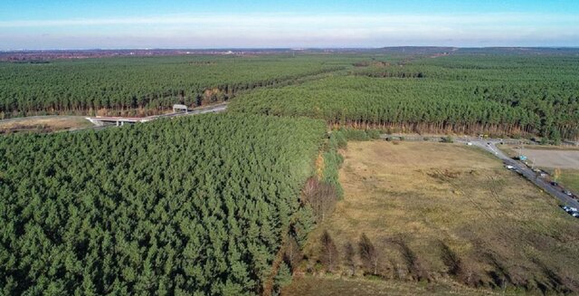 DEFORESTACIÓN DE BOSQUE EN LA LOCALIDAD DE GRÜNHEIDE BERLÍN