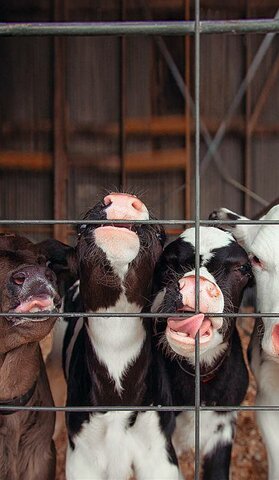 Oficina de Industria Animal