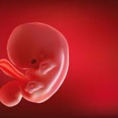 Timeline: Periodo embrionario