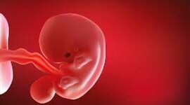 Timeline: Periodo embrionario