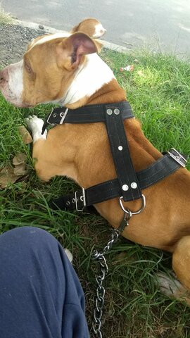 Fallecimiento de goliat