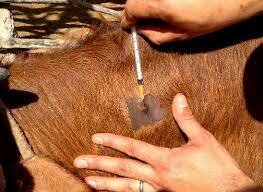 Pruebas de Tuberculina