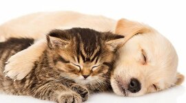 Timeline: La meva preciosa vida