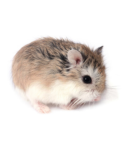 Va morir el meu hamster que es deia Berni