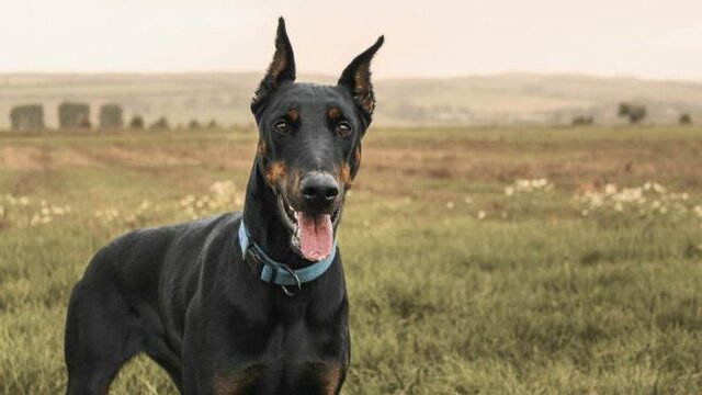 QUAN ES VA MORIR EL MEU GOS