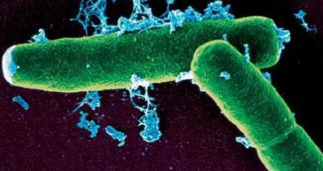 Bacillus anthracis