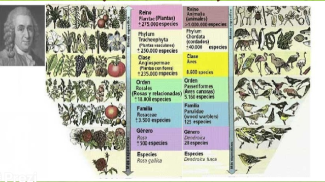 Carlos Linneo (1735-1751)