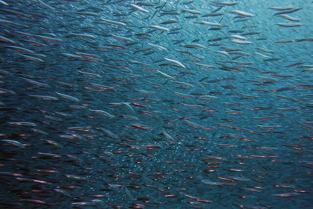 La Ecologia Acuatica 1924